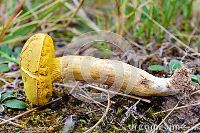 Xerocomus subtomentosus mushroom Stock Photo