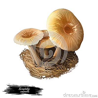 Xeromphalina campanella, golden trumpet or bell Omphalina mushroom closeup digital art illustration. Boletus has thin brown stalk Cartoon Illustration