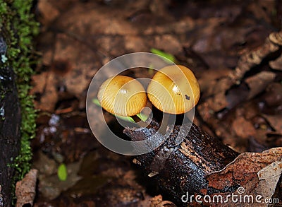 Xeromphalina Campanella growing on Dead Tree Stock Photo