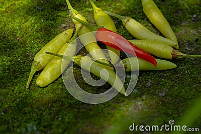 Xiaomi spicy, Xiaomi pepper, China, Yunnan, making pickled pepper Stock Photo