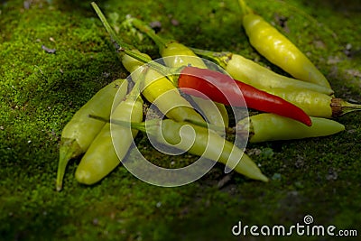 Xiaomi spicy, Xiaomi pepper, China, Yunnan, making pickled pepper Stock Photo