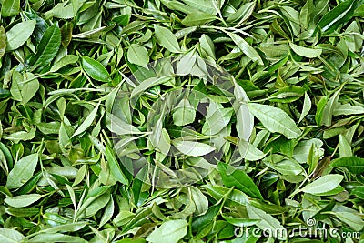 Xihu Longjing Tea,or Dragon Well Tea Stock Photo