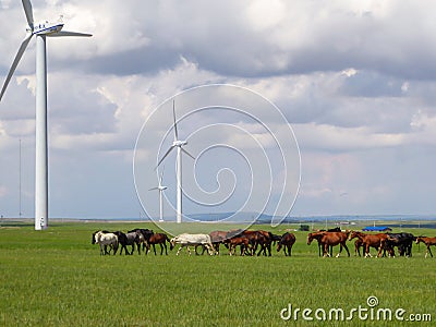 Xilinhot - Heard of horses grazing under wind turbines build on a vast pasture in Xilinhot, Inner Mongolia. Natural resources Editorial Stock Photo