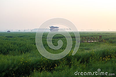 XINGHUA, CHINA: Rapeseed field in the morning Stock Photo