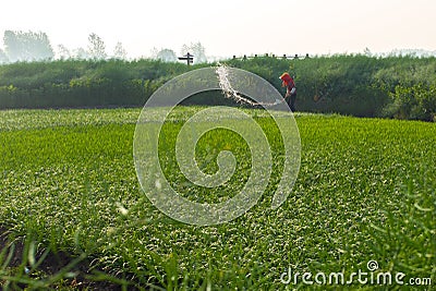 XINGHUA, CHINA: An unidentified woman watering the rapeseed field in the morning. Stock Photo