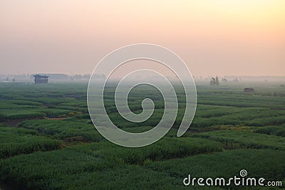 XINGHUA, CHINA: Rapeseed field in the morning Stock Photo