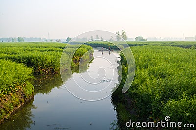 XINGHUA, CHINA: Canal in rapeseed field at morning Stock Photo