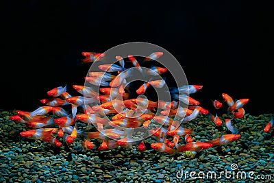 Xiphophorus helleri fish Red and white Stock Photo