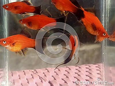 Xiphophorus red simson swordlyretail Stock Photo