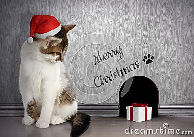 Xmas congratulate concept, Funny cat with santa hat and gift Stock Photo