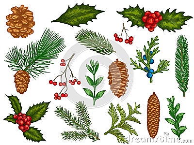 Xmas floral. Flower christmas winter decorations, red poinsettia, mistletoe, holly leaves with berries, fir branches Vector Illustration