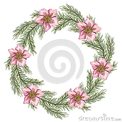 Xmas wreath with hellebore flowers and spruce branches. Winter green lush sprig, pink flower heads. Space for text. Watercolor Cartoon Illustration
