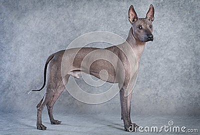 Xoloitzcuintle dog, eighteen months old Stock Photo