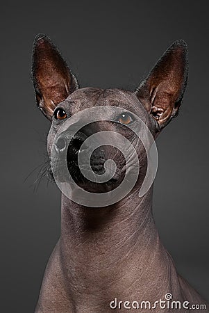 Xoloitzcuintle Mexican Hairless Dog portrait close-up on gray background Stock Photo