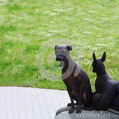 Xoloitzcuintli two sit on the lap of the hostess Stock Photo