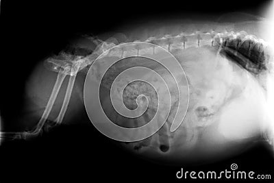 Xray of dog abdomen Stock Photo