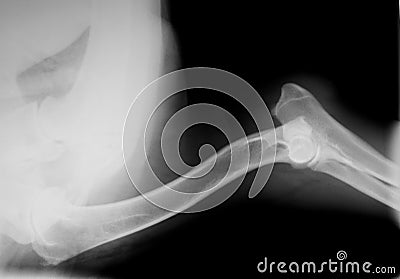 Xray of dog foreleg to elbow Stock Photo