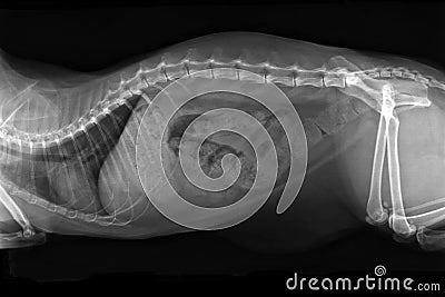 Xray image of obese cat with complete intestinal blockage Stock Photo