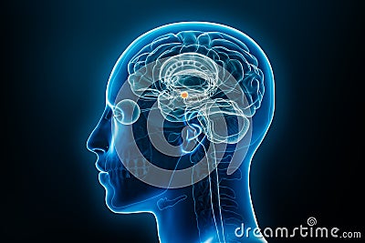 Xray lateral or profile view of the amygdala 3D rendering illustration with male body contours. Human brain anatomy, medical, Cartoon Illustration