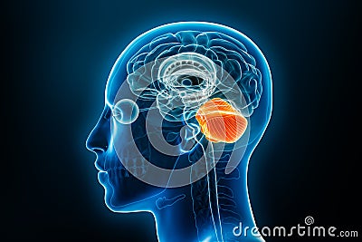 Xray lateral or profile view of the cerebellum 3D rendering illustration with male body contours. Human brain anatomy, medical, Cartoon Illustration