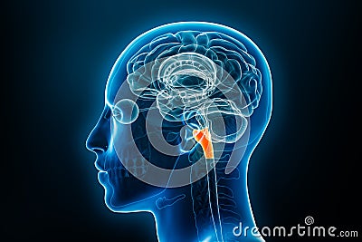 Xray lateral or profile view of the medulla oblongata 3D rendering illustration with male body contours. Human brain anatomy, Cartoon Illustration