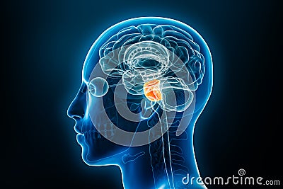 Xray lateral or profile view of the pons 3D rendering illustration with male body contours. Human brain anatomy, medical, biology Cartoon Illustration