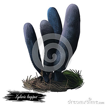 Xylaria longipes or dead moll fingers mushroom closeup digital art illustration. Boletus has rounded top and lond black stem. Cartoon Illustration
