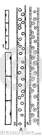 Xylem Development 1 vintage illustration Vector Illustration