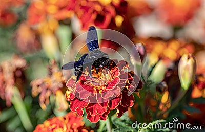 Xylocopa violacea, the violet carpenter bee on flowers Stock Photo