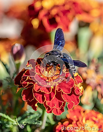 Xylocopa violacea, the violet carpenter bee on flowers Stock Photo