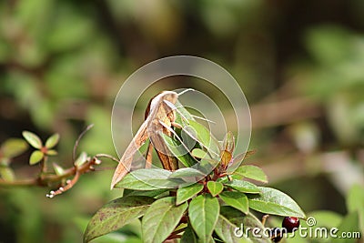 Xylophanes tersa, the tersa sphinx, moth, hawk moths, hummingbird moths Stock Photo