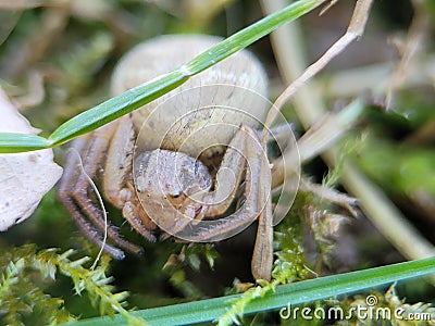 Xysticus spider Stock Photo