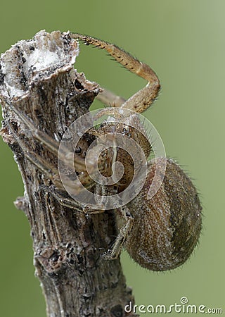 Xysticus spider hunter eating small died honeybee Stock Photo