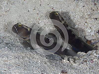 Y-bar shrimp goby Stock Photo