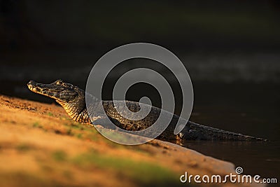 Yacare Caiman, crocodile on the beach with evening sun, Pantanal, Brazil Stock Photo