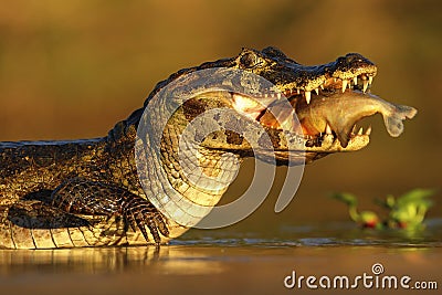 Yacare Caiman, crocodile with fish in with evening sun, Pantanal, Brazil Stock Photo