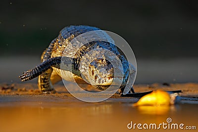 Yacare Caiman, crocodile hunting fish piranha with evening sun in the river, Pantanal, Bolivia Stock Photo