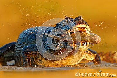 Yacare Caiman, crocodile with piranha fish in open muzzle with big teeth, Pantanal, Brazil. Detail portrait of danger reptile. Ani Stock Photo