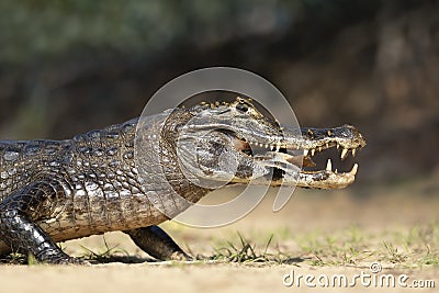 Yacare caiman eating piranha on a river bank Stock Photo