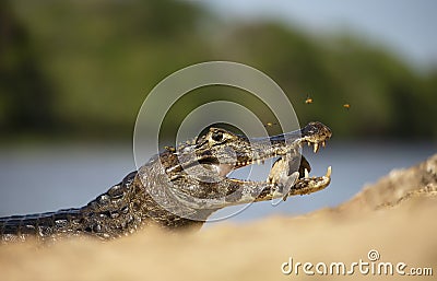 Yacare caiman eating piranha on a river bank Stock Photo