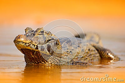 Yacare Caiman, gold crocodile in the dark orange evening water surface with sun, nature river habitat, Pantanal, Brazil. Wildlife Stock Photo