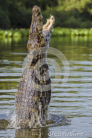 Yacare caiman leaping out of water Stock Photo