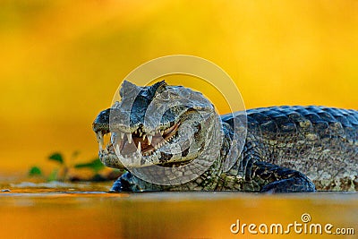 Yacare Caiman, Pantanal, Brazil. Detail portrait of danger reptile. Crocodile in river water, evening light. Stock Photo