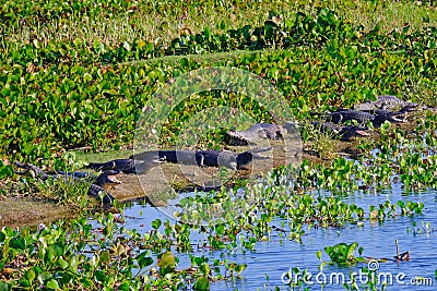 Yacare Caymans, Caiman Crocodilus Yacare Jacare, in the grassland of Pantanal wetland, Corumba, Mato Grosso Sul, Brazil Stock Photo