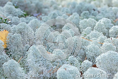 Yagel, a beautiful deer moss, grows in the forest, scandinavian nature. Forest background Stock Photo