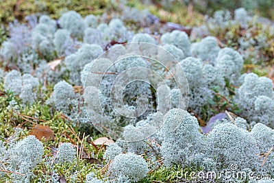 Yagel, a beautiful deer moss, grows in the forest, scandinavian nature. Forest background Stock Photo