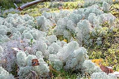 Yagel, a beautiful deer moss, grows in the forest, scandinavian nature. Forest background Stock Photo