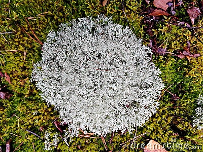 Yagel lichen, deer moss, Cladonia rangiferina Hoffm. Belarusian forest in early autumn. Stock Photo