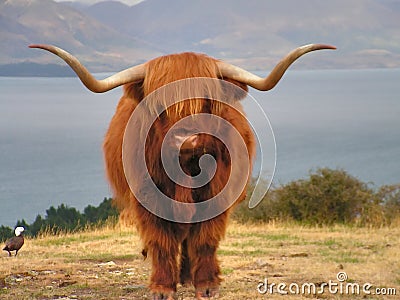 Yak Stock Photo