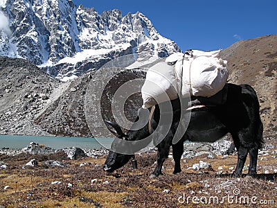 Yak beside a beautiful lake in Himalaya Stock Photo